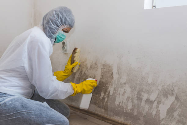 Best Airborne Mold Testing  in Cumberland, KY