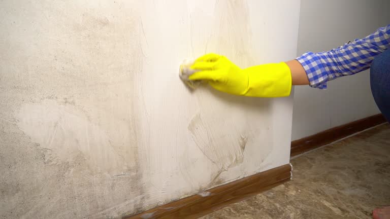 Best Black Mold Removal  in Cumberland, KY