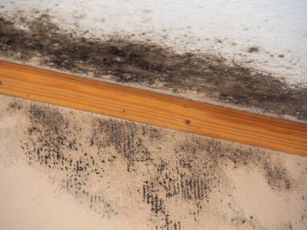 Best Biohazard Mold Removal  in Cumberland, KY