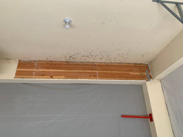 Best Mold Damage Restoration  in Cumberland, KY