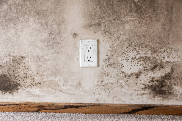 Best Comprehensive Air Testing for Mold Contaminants  in Cumberland, KY