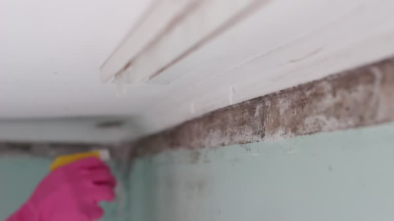 Best Basement Mold Removal  in Cumberland, KY