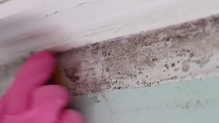 Best Residential Mold Inspection & Testing  in Cumberland, KY